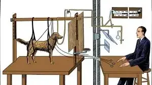 CONDUCTISMO: Experimento del “perro de Pavlov”