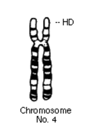 Huntington's Disease & Chromosome 4