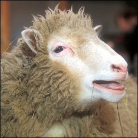 Dolly the Sheep