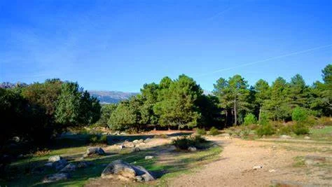 PRINCIPALES BOSQUES Y USOS