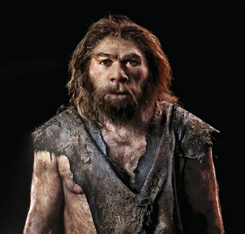 Homo neanderthalensis (Neanderthals):