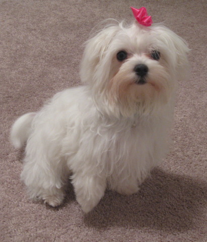 I got my first dog: Belle!