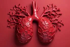 Circulació pulmonar.