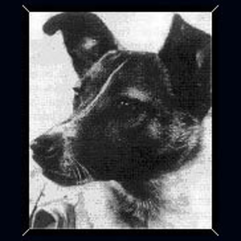 First Dog Enters Space - Sputnik 2