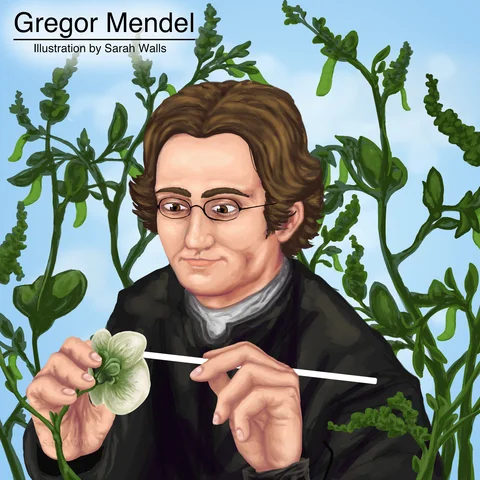 The Rediscovery of Mendel’s Work and the Birth of Genetics