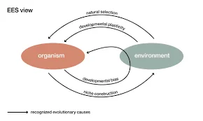 The Modern Synthesis