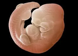 Evo-Devo: The Role of Development in Evolution