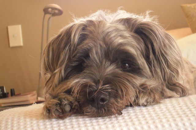 The day I got my dog, Maddie