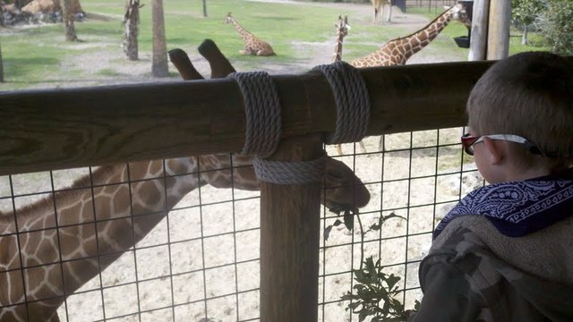 Feeding the Giraffes 1st grade