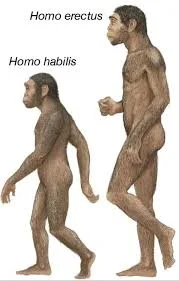 lower paleolithic era