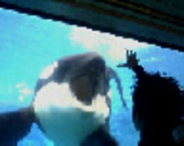 Trip to Sea World