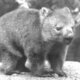 Oldest living wombat
