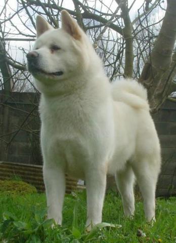 llega mi perro a casa