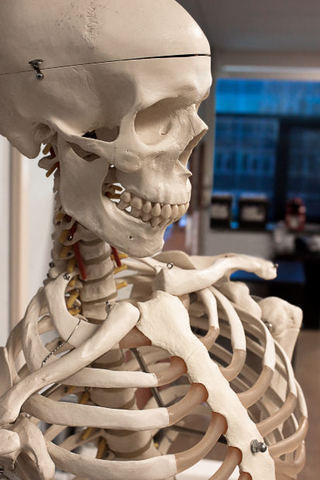 Bones are visible.  Heartbeat can be heard with a stethoscope.
