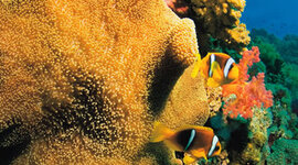 Timeline: Events in FL