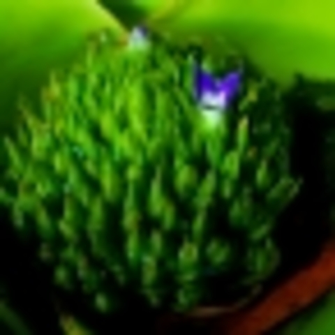 TOUR THE BOTANIC GARDENS AT KONA KAI, KEY LARGO, FLORIDA