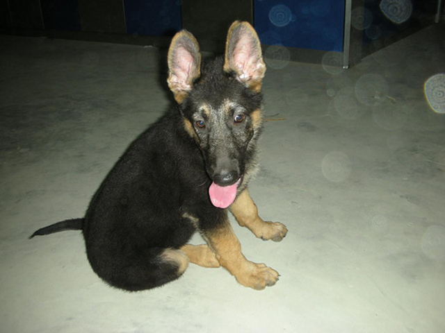 my mom gets a new dog!