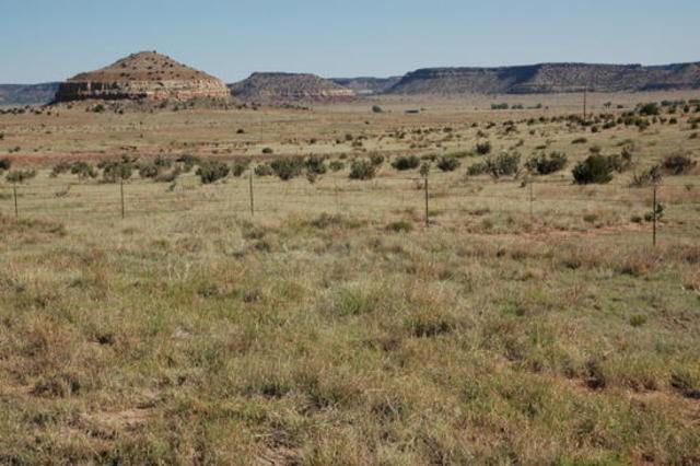 Mass Migration to Great Plains