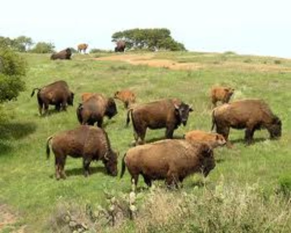 over a million buffalo shipped to Kansas