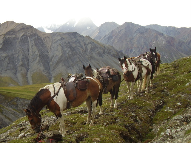 Spanish conquistadors brought horses to north america