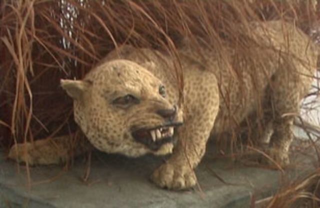 Zanzibar Leopard Goes Extinct