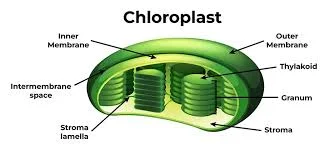 First chloroplasts