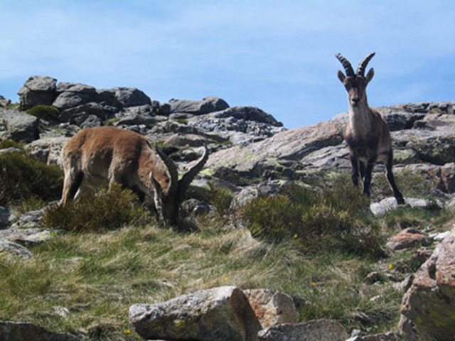 Pyrenean Ibex Goes Extinct