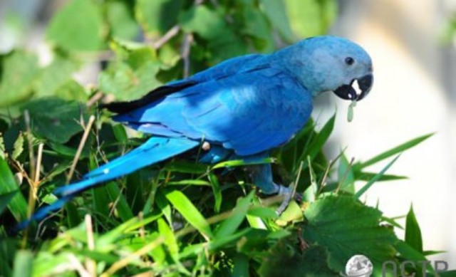 Spix's Macaw Goes Extinct