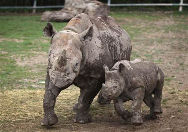 Western Black African Rhino Goes Extinct