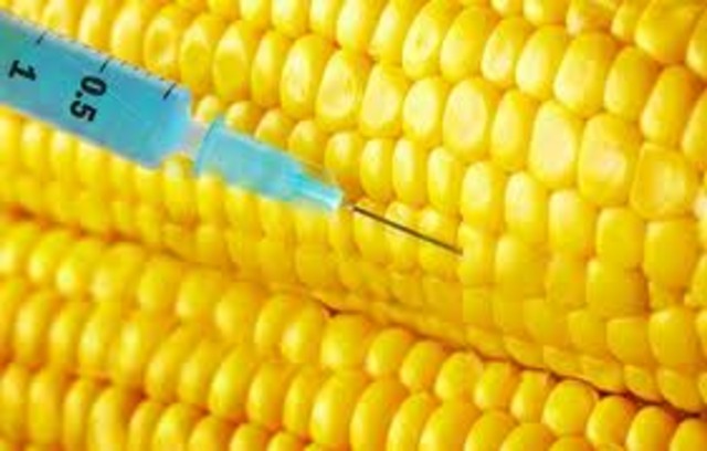 Oil is First Extracted from Corn