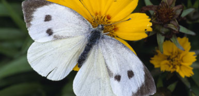 The Madeira Large White Goes Extinct