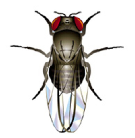 Fruit Fly Goes to Space