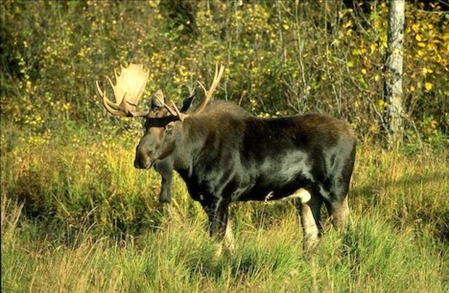The Moose