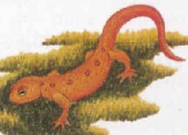 Japan's Newts in Space