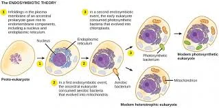 Evolution of Prokaryotic cells
