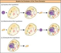 Evolution of Eukaryotic cells