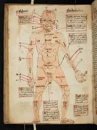 Drawing of the human body