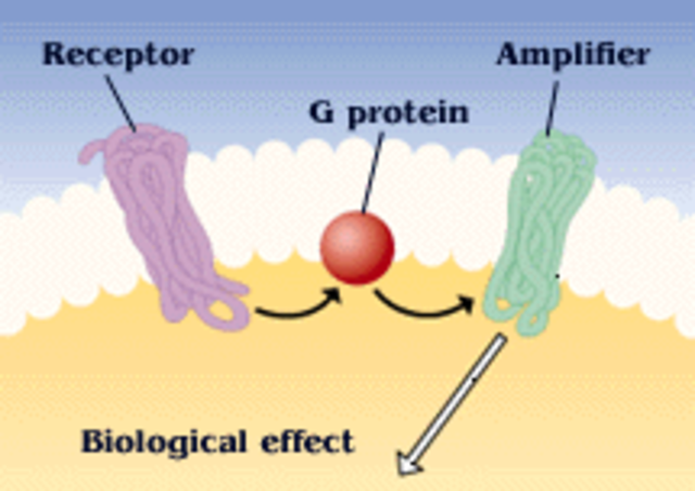 Discovery of G proteins