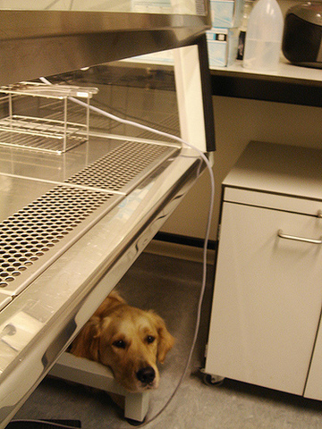 Martin Seligman and Steven Maier Discover “Learned Helplessness”