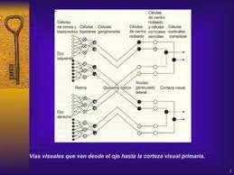 Creación del "neocognitron"
