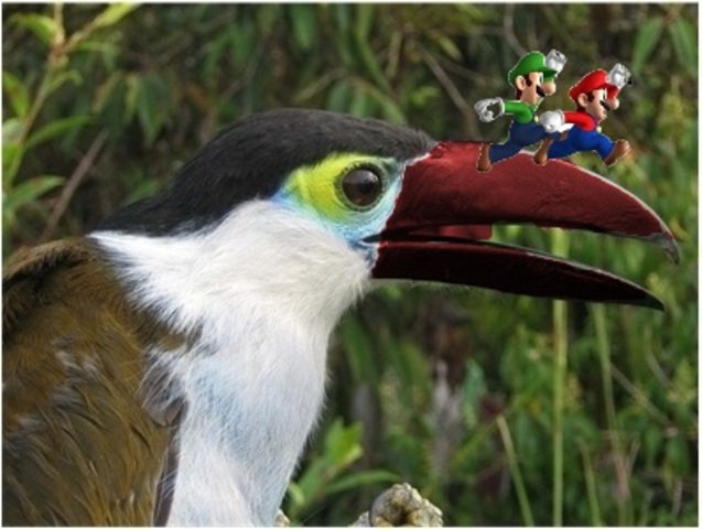 examen final gimp (pájaro y mario bros)