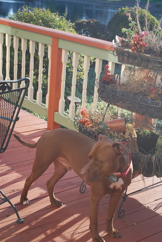 6 yars old Biosocial