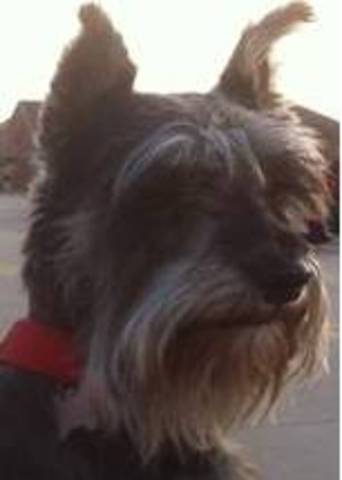 Mrs.Snyder learned to play the piano