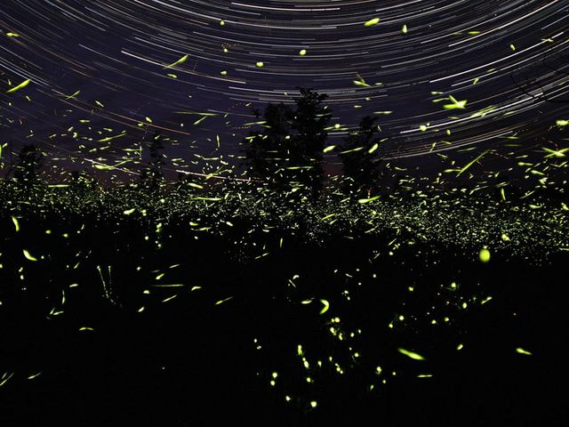 Fireflies in the Garden
