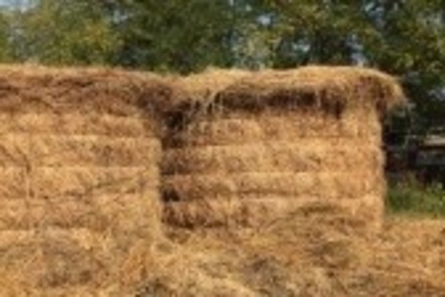 Seven Days in the Haystack and Josef is Missing