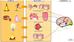 Ley normal del error