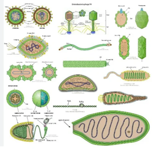 Taxonomía de las enfermedades.