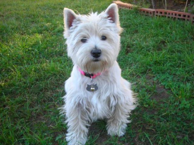 Compramos a mi perro Ares