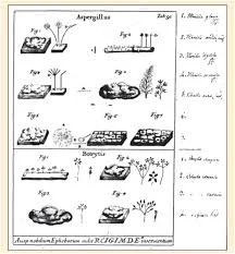 1729 – Pier Antonio Micheli y los Hongos como Patógenos
