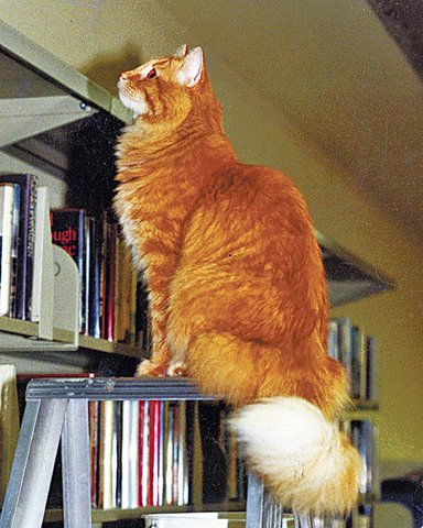 Library's "Warming process" is started